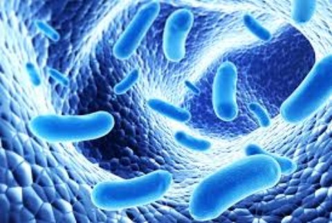 8 Best Strains That Are Ideal In Any Probiotic